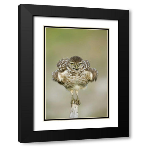 FL, Cape Coral, Burrowing owl shakes its feathers Black Modern Wood Framed Art Print with Double Matting by Anon, Ellen