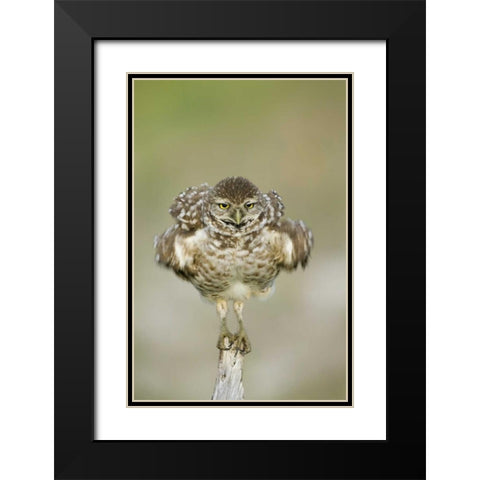 FL, Cape Coral, Burrowing owl shakes its feathers Black Modern Wood Framed Art Print with Double Matting by Anon, Ellen