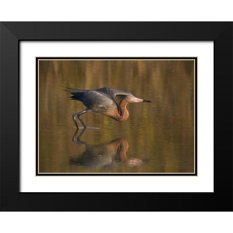 FL, Ft Myers Beach, Reddish egret take off Black Modern Wood Framed Art Print with Double Matting by Anon, Ellen
