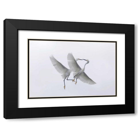 FL, Two snowy egrets with outstretched wings Black Modern Wood Framed Art Print with Double Matting by Anon, Ellen