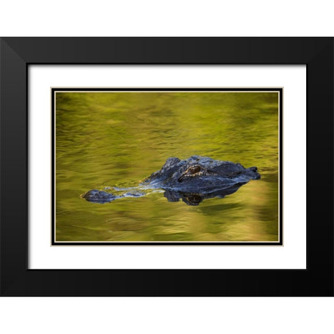 FL, St Augustine American alligator Black Modern Wood Framed Art Print with Double Matting by Morris, Arthur
