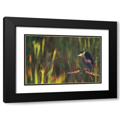 FL, Everglades NP Black-crowned night heron Black Modern Wood Framed Art Print with Double Matting by Morris, Arthur