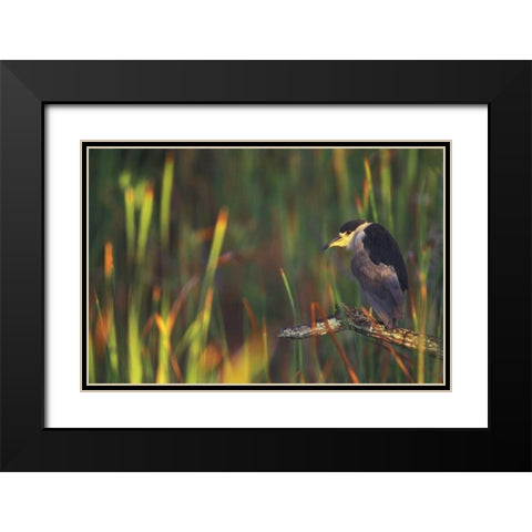 FL, Everglades NP Black-crowned night heron Black Modern Wood Framed Art Print with Double Matting by Morris, Arthur