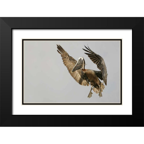 FL Brown pelican flying with nest material Black Modern Wood Framed Art Print with Double Matting by Morris, Arthur