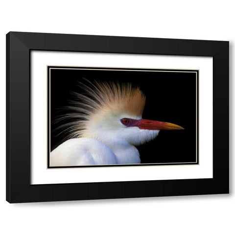 FL, St Augustine Cattle egret in white plumage Black Modern Wood Framed Art Print with Double Matting by Morris, Arthur