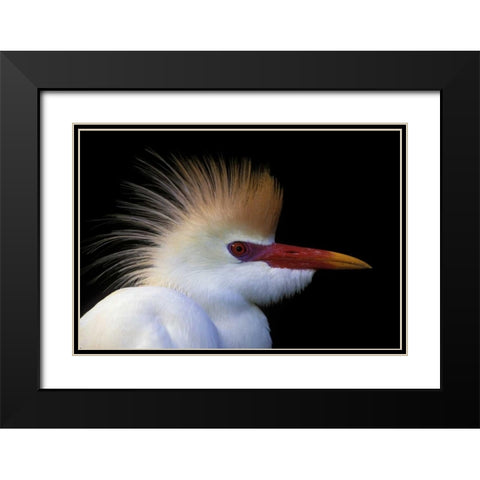 FL, St Augustine Cattle egret in white plumage Black Modern Wood Framed Art Print with Double Matting by Morris, Arthur