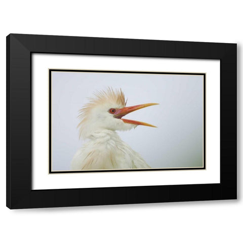 FL, St Augustine Portrait of cattle egret Black Modern Wood Framed Art Print with Double Matting by Morris, Arthur