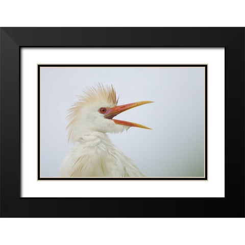 FL, St Augustine Portrait of cattle egret Black Modern Wood Framed Art Print with Double Matting by Morris, Arthur