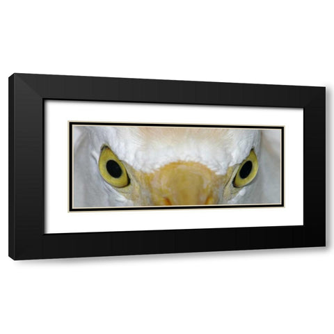 Florida, Kissimee Cattle egrets staring eyes Black Modern Wood Framed Art Print with Double Matting by Morris, Arthur