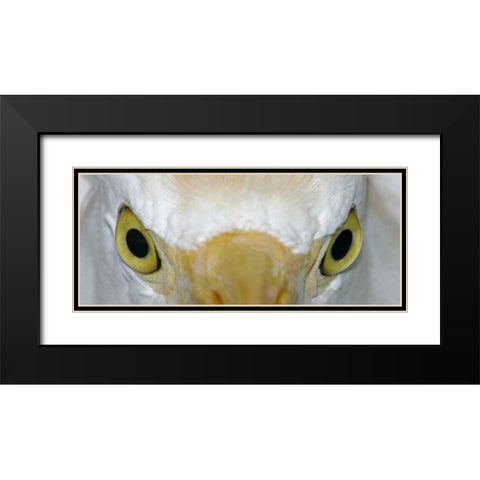 Florida, Kissimee Cattle egrets staring eyes Black Modern Wood Framed Art Print with Double Matting by Morris, Arthur
