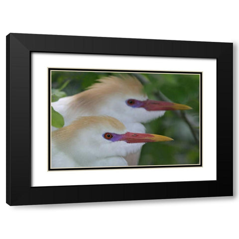 FL, St Augustine Portrait of two cattle egrets Black Modern Wood Framed Art Print with Double Matting by Morris, Arthur
