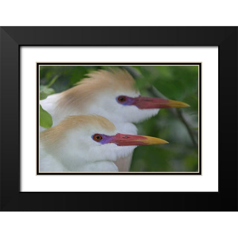 FL, St Augustine Portrait of two cattle egrets Black Modern Wood Framed Art Print with Double Matting by Morris, Arthur