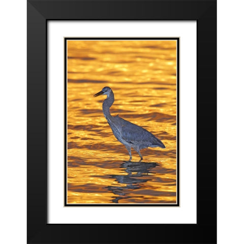 FL, Fort De Soto Park Great blue heron at sunset Black Modern Wood Framed Art Print with Double Matting by Morris, Arthur