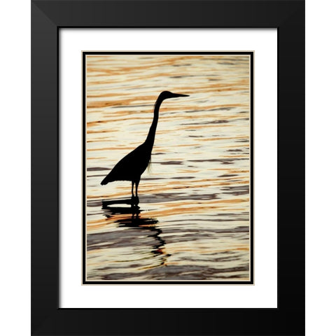 FL, Sanibel Silhouette of great blue heron Black Modern Wood Framed Art Print with Double Matting by Morris, Arthur