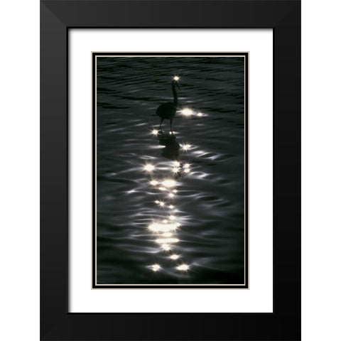 FL, Placido Great blue heron wades in water Black Modern Wood Framed Art Print with Double Matting by Morris, Arthur