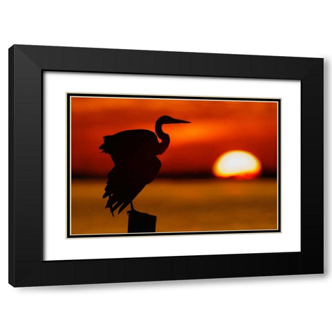 FL, St Petersburg, Silhouette of great blue heron Black Modern Wood Framed Art Print with Double Matting by Morris, Arthur