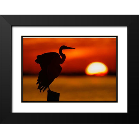 FL, St Petersburg, Silhouette of great blue heron Black Modern Wood Framed Art Print with Double Matting by Morris, Arthur