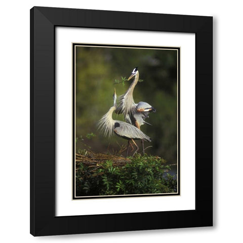 FL, South Venice Great blue herons in courtship Black Modern Wood Framed Art Print with Double Matting by Morris, Arthur