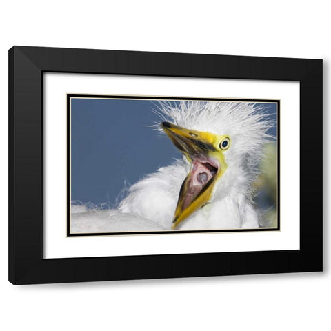 FL, St Augustine Great egret chick yawning Black Modern Wood Framed Art Print with Double Matting by Morris, Arthur