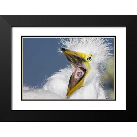 FL, St Augustine Great egret chick yawning Black Modern Wood Framed Art Print with Double Matting by Morris, Arthur