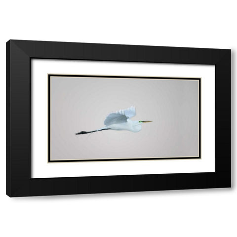 FL, South Venice Flying great egret in flight Black Modern Wood Framed Art Print with Double Matting by Morris, Arthur