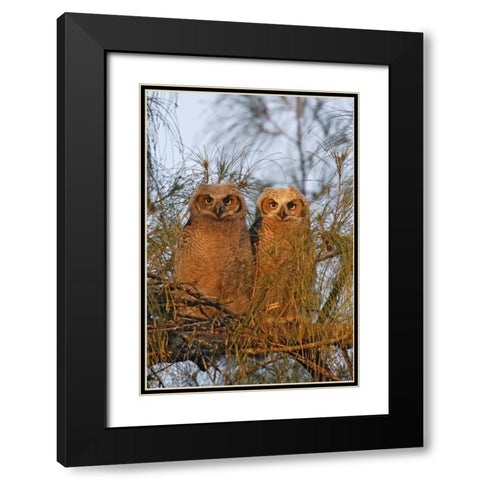 FL, De Soto Great horned owlets sit on tree limb Black Modern Wood Framed Art Print with Double Matting by Morris, Arthur