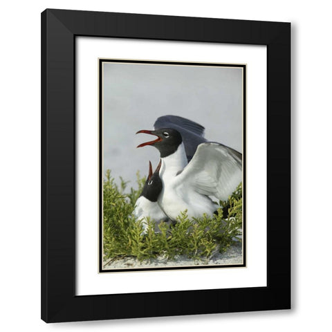 Florida, Egmont Key SP Laughing gulls mating Black Modern Wood Framed Art Print with Double Matting by Morris, Arthur