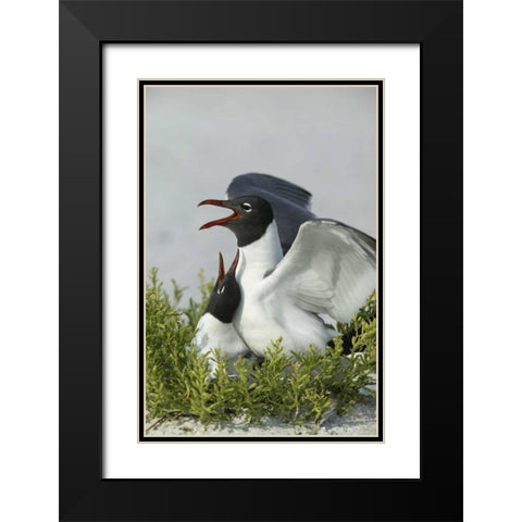 Florida, Egmont Key SP Laughing gulls mating Black Modern Wood Framed Art Print with Double Matting by Morris, Arthur