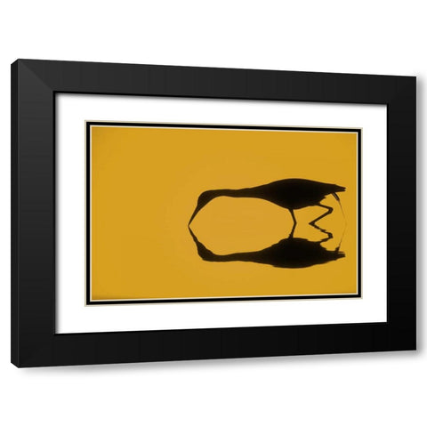 FL, Ding Darling NWR Little blue heron Black Modern Wood Framed Art Print with Double Matting by Morris, Arthur
