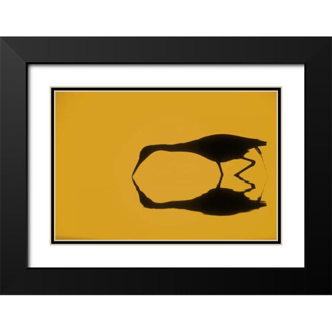 FL, Ding Darling NWR Little blue heron Black Modern Wood Framed Art Print with Double Matting by Morris, Arthur