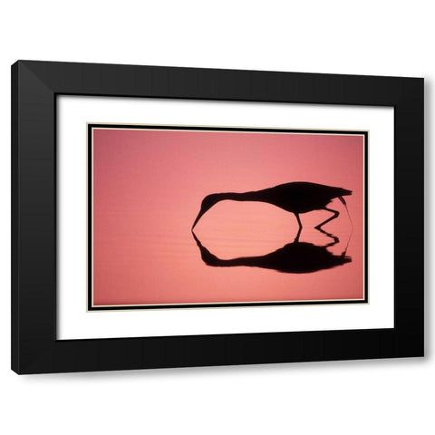 FL, Ding Darling NWR Little blue heron Black Modern Wood Framed Art Print with Double Matting by Morris, Arthur