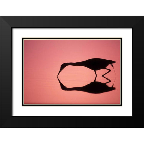 FL, Ding Darling NWR Little blue heron Black Modern Wood Framed Art Print with Double Matting by Morris, Arthur