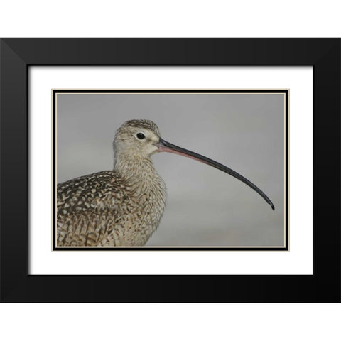 FL, Fort De Soto Park, Long-billed curlew Black Modern Wood Framed Art Print with Double Matting by Morris, Arthur