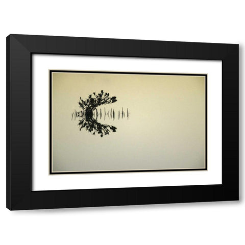 FL, Titusvulle, Merritt Island NWR Mangrove Black Modern Wood Framed Art Print with Double Matting by Morris, Arthur