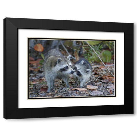 FL, Sanibel, Ding Darling NWR Raccoons kissing Black Modern Wood Framed Art Print with Double Matting by Morris, Arthur