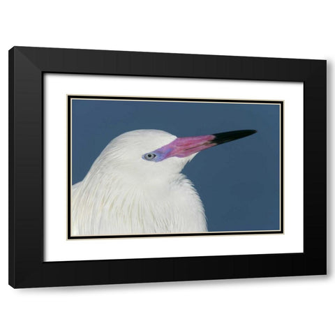 FL, Little Estero Lagoon Reddish egret Black Modern Wood Framed Art Print with Double Matting by Morris, Arthur
