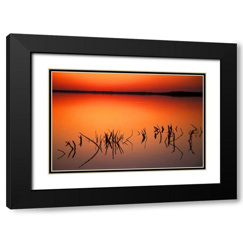 FL, Silhouettes of  brancheson Lake Apopka Black Modern Wood Framed Art Print with Double Matting by Morris, Arthur