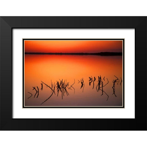 FL, Silhouettes of  brancheson Lake Apopka Black Modern Wood Framed Art Print with Double Matting by Morris, Arthur