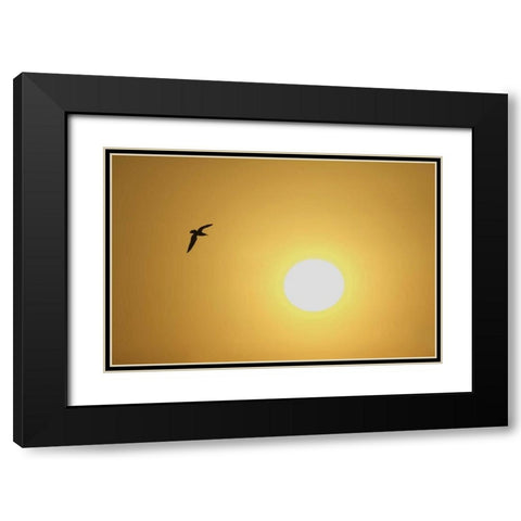 FL, Titusville, Ring-billed gull at sunrise Black Modern Wood Framed Art Print with Double Matting by Morris, Arthur