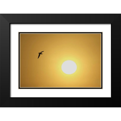 FL, Titusville, Ring-billed gull at sunrise Black Modern Wood Framed Art Print with Double Matting by Morris, Arthur