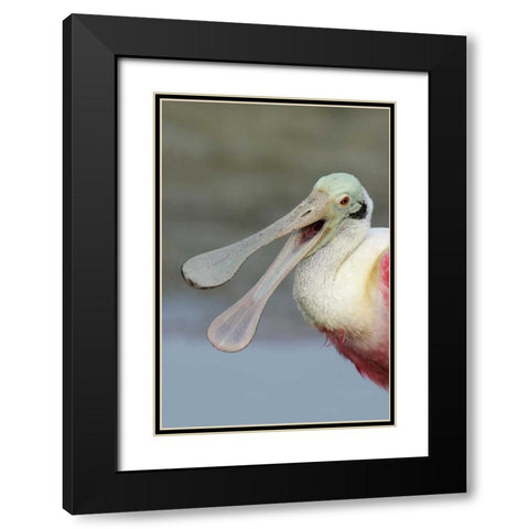 FL, Fort De Soto Park Laughing roseate spoonbill Black Modern Wood Framed Art Print with Double Matting by Morris, Arthur