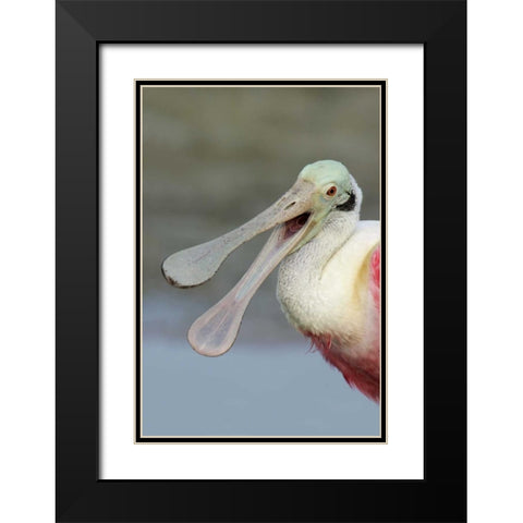 FL, Fort De Soto Park Laughing roseate spoonbill Black Modern Wood Framed Art Print with Double Matting by Morris, Arthur