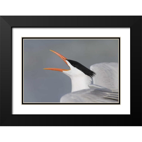 Florida, Fort De Soto Park Royal tern calling Black Modern Wood Framed Art Print with Double Matting by Morris, Arthur
