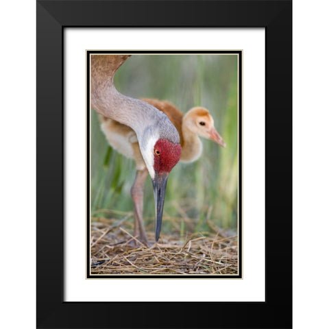 FL, Indian Lake Estates Sandhill crane and chick Black Modern Wood Framed Art Print with Double Matting by Morris, Arthur