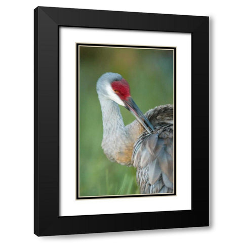 FL Sandhill crane preening its feathers Black Modern Wood Framed Art Print with Double Matting by Morris, Arthur