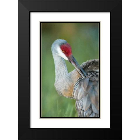 FL Sandhill crane preening its feathers Black Modern Wood Framed Art Print with Double Matting by Morris, Arthur