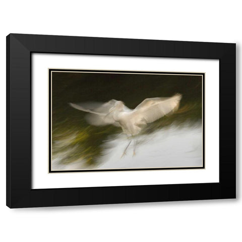 FL, St Augustine Abstract of snowy egret landing Black Modern Wood Framed Art Print with Double Matting by Morris, Arthur