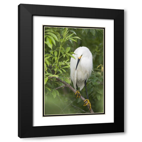 FL, St Augustine Snowy egret on tree limb Black Modern Wood Framed Art Print with Double Matting by Morris, Arthur