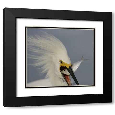 FL, Sanibel Head Snowy egret swallowing baitfish Black Modern Wood Framed Art Print with Double Matting by Morris, Arthur