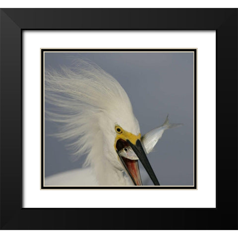 FL, Sanibel Head Snowy egret swallowing baitfish Black Modern Wood Framed Art Print with Double Matting by Morris, Arthur
